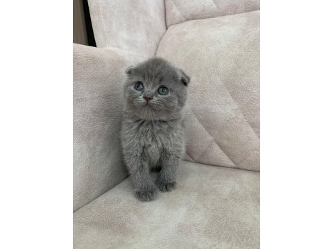Show kalite ayı surat top kafa bebek kedimiz