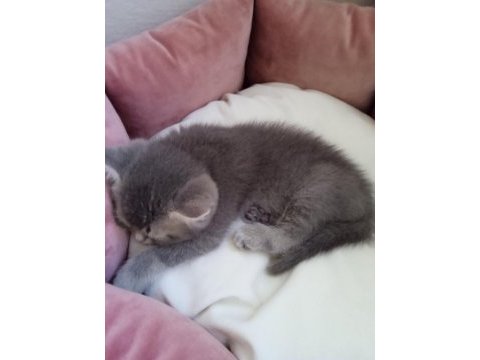 Akıllı oğlumuz gitmeye hazır british shorthair