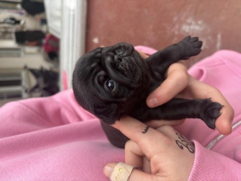 Safkan orjinal pug