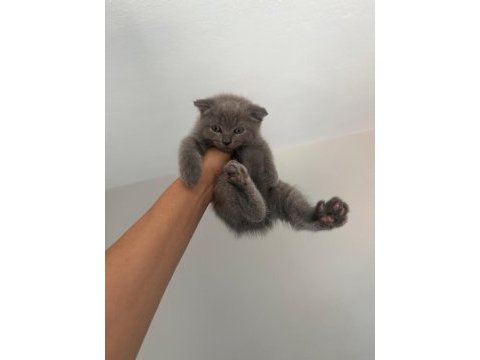 Sütten yeni düşmüş british shorthair yavrular