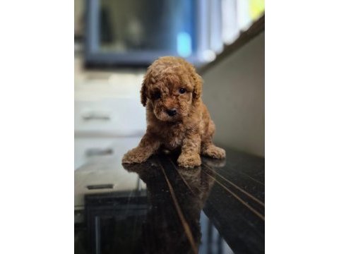 Toy poodle dişi erkek