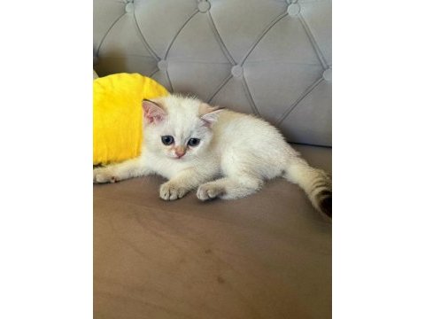 Safkan british shorthair golden point bebek