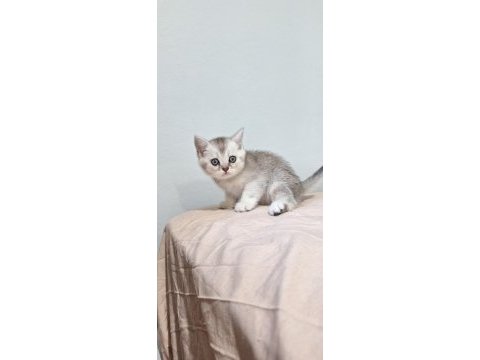 Evinize neşe katacak güzellik kedimiz