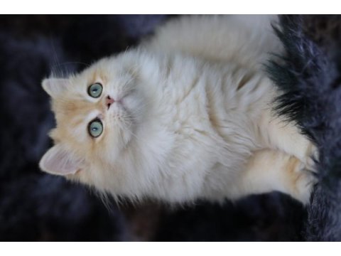 British longhair erkek kedimiz