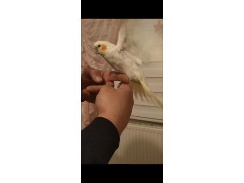 Yeme düşmüş ele kola alışkın yavru sultan papağanı