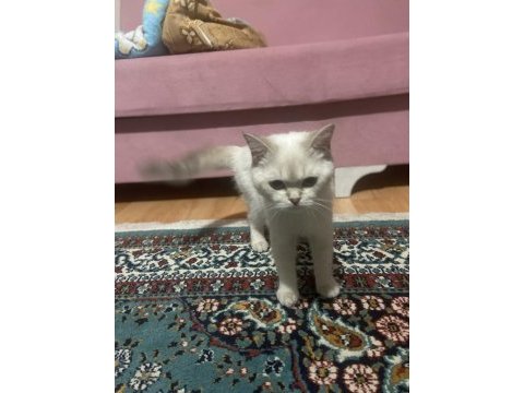 5-6 aylık dişi british shorthair