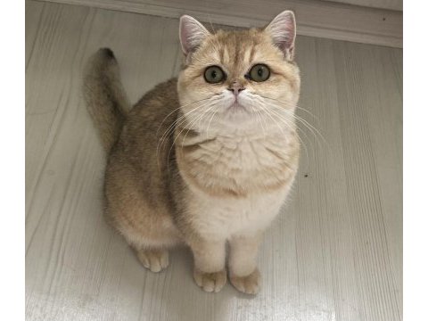 Dişi ny11 british shorthair