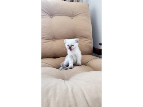 Scottish fold erkek 55 günlük