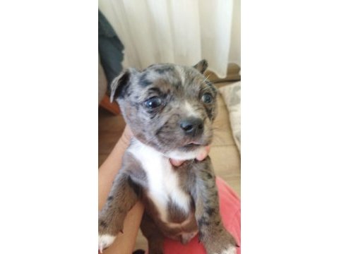 1 aylik jack russell terrier yavru köpekler