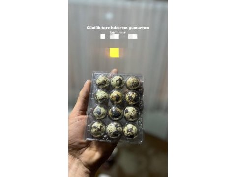 Bıldırcın yumurtası