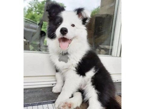 Siyah beyaz border collie yavrular hazır