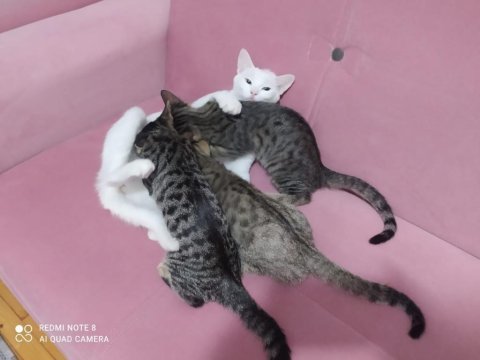 Melez yavru annesi beyaz rus babası tekir, sağlıklı