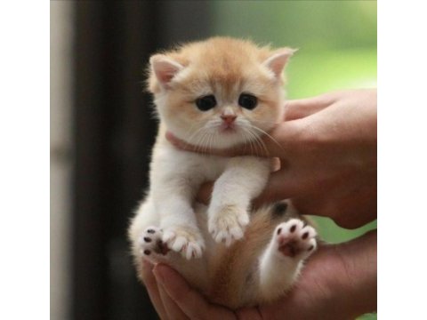 Lisanslı üretim evinden british shorthair golden bebekler