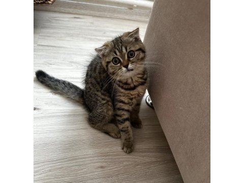 Minik scottish fold kardeşler