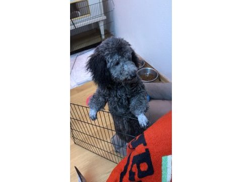 6 aylık silver poodle