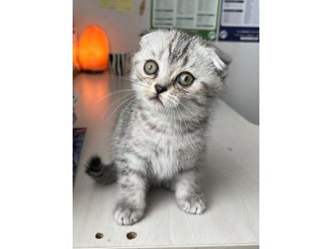 Anne altından scottish fold yavrular