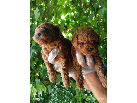 Irk ve sağlık garanti poodle yavrularımız