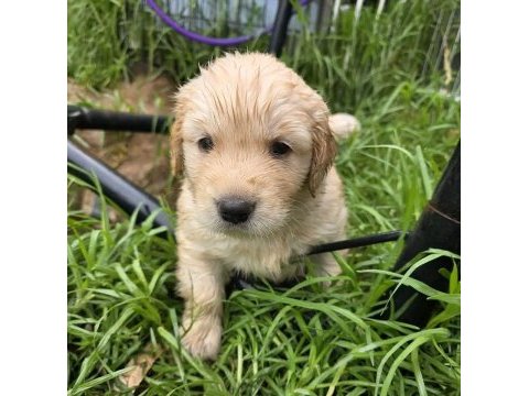 Pek garantili golden retriever yavrularımız