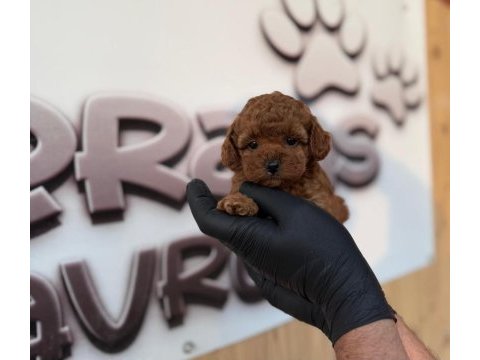 Toy poodle yavrularımız