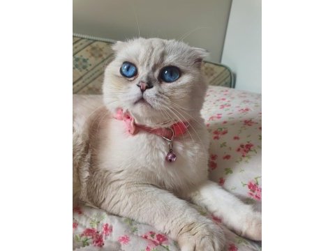 Cins scottish fold kediye yuva