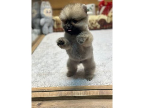 Orange pomeranian boo köpeklerimiz