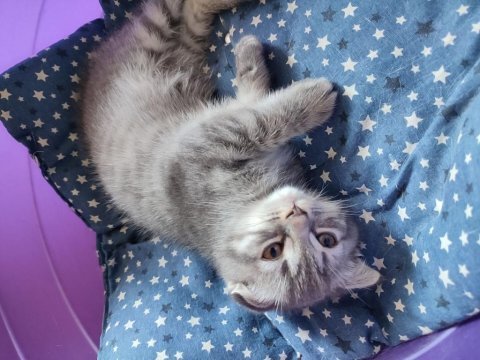 Pamuk şekeri koca kafalı british shorthair bebekler