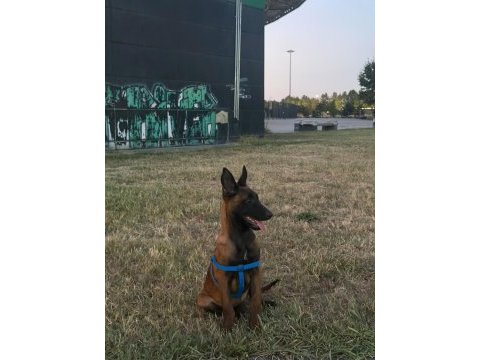 3 aylık dişi belçika malinois