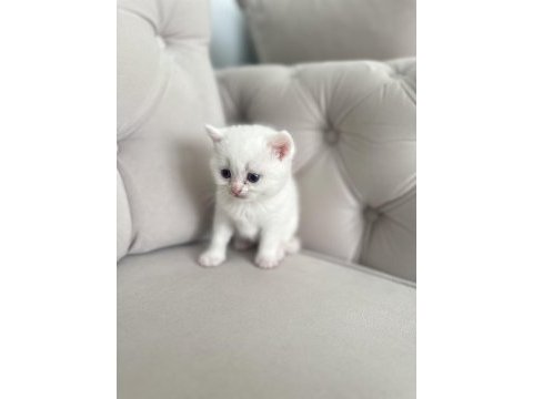 2 aylık chinchilla erkek kedimiz