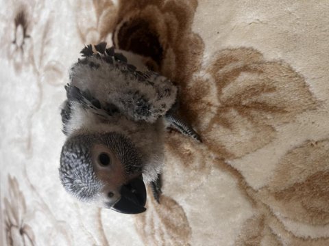 Gerçek yavru bebek jako papağanı