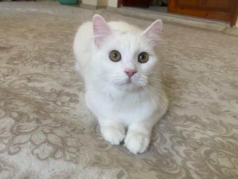 Uysal ve eğitimli kedimiz yeni yuvasını arıyor