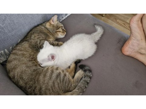 Bursa yavru british shorthair uygun aileye