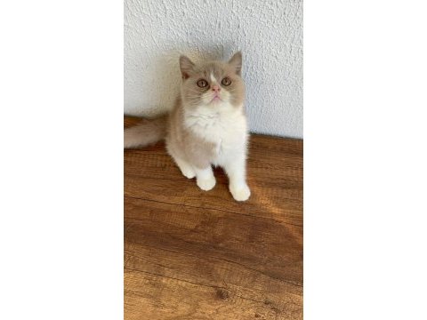 British shorthair fawn bicolor