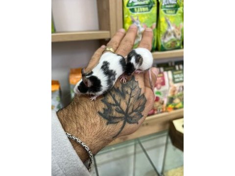 Panda mice bebekler
