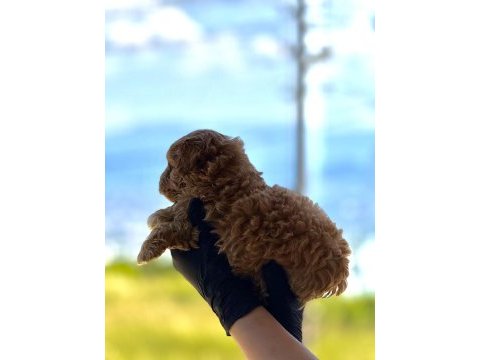 Premium teddy face baby poodle