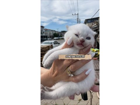 Orjinal british shorthair yavrular
