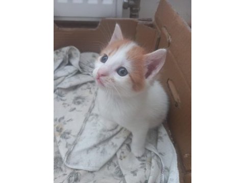 Turuncu beyaz 2 aylık yavru kedimiz