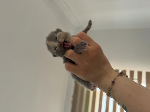 Bebek kedilerimiz yeni yuvasını arıyor