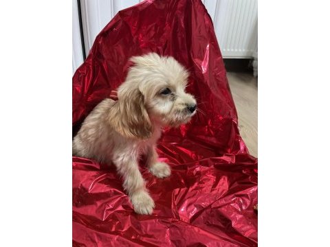 Antalya maltipoo yavrusu