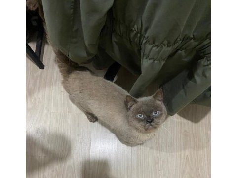 British shorthair paşa yeni yuvasını arıyor