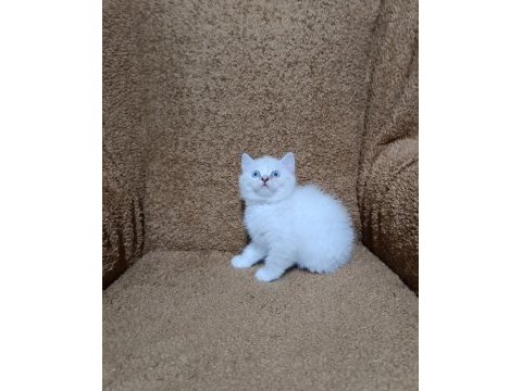 British shorthair silver point kızımız