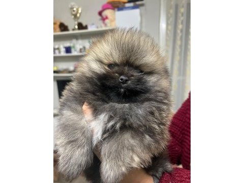 2 aylık dişi erkek pomeranian boo