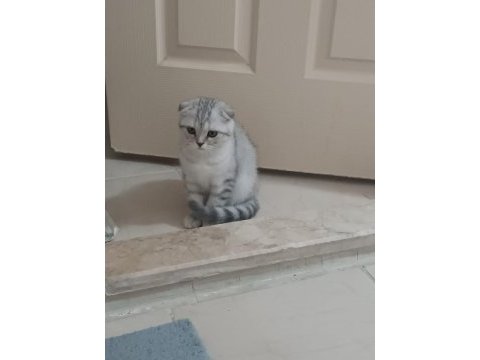 Dünya tatlısı british shorthair yavrularımız 