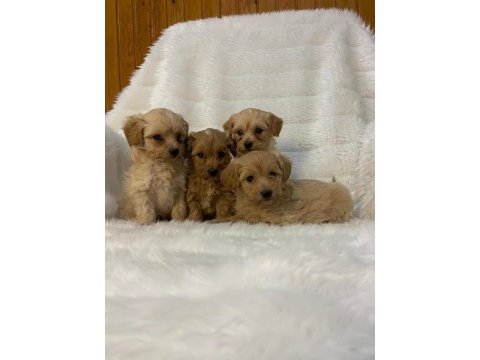 Safkan ırk garantili f1 maltipoo yavrularımız