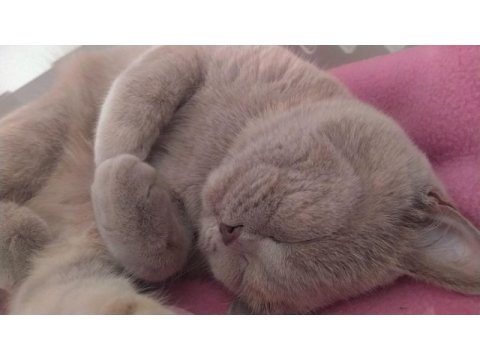 10 aylık dişi british shorthair
