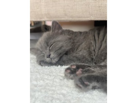 British longhair ömürlük yuva aranıyor