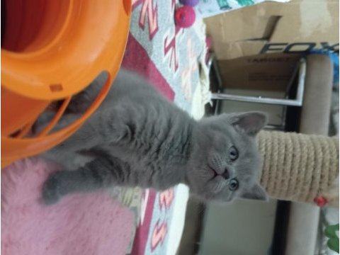 British longhair ve shorthair ve blue point