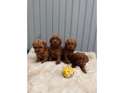 Güzeller güzeli poodle bebekler 