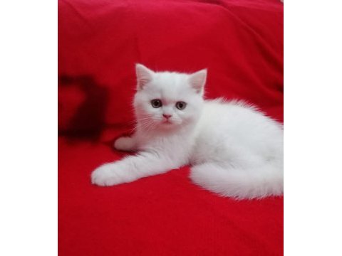 Son kalan dişi oyuncu bebeğim british shorthair