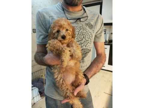 2 aylık poodle yavrularımız ailelerini arıyor