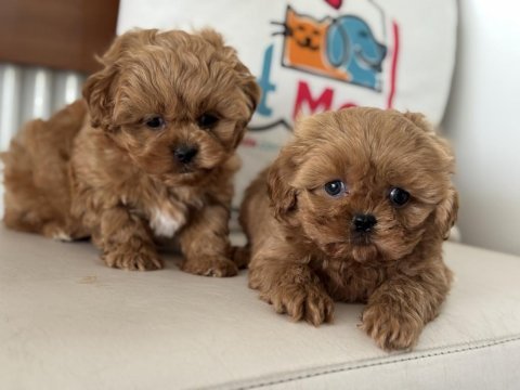 Ankaranın en güzel maltipoo yavruları aşılı pasaportlu